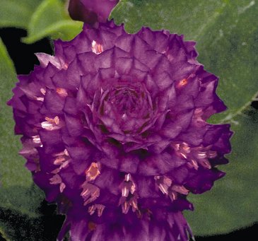 Гомфрена шаровидная (Gomphrena globosa)