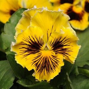 Виола виттрока махровая (Viola wittrockiana)