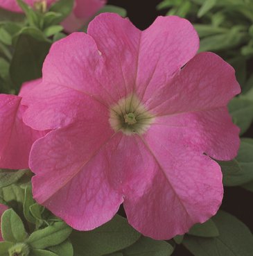 Петуния крупноцветковая (Petunia grandiflora)