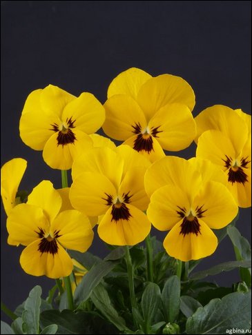 Виола рогатая (Viola cornuta)