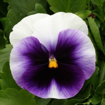 Виола виттрока (Viola x wittrockiana)