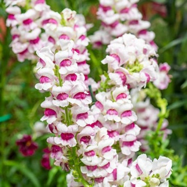 Львиный зев (Антирринум) большой (Antirrhinum majus)