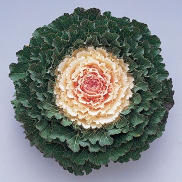 Декоративная капуста (Brassica oleracea)