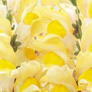Львиный зев (Антирринум) большой (Antirrhinum majus)
