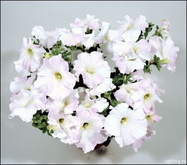 Петуния ампельная гибридная (Petunia x hybrida)