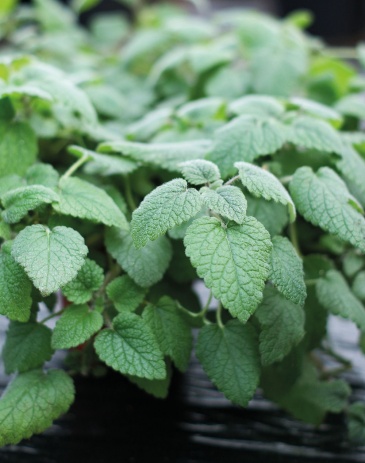 Мелисса лекарственная (Melissa officinalis)