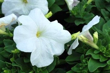 Петуния многоцветковая (генетически компактная) (Petunia multiflora)