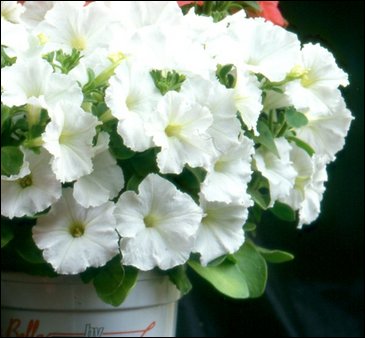 Петуния мелкоцветковая (Petunia milliflora)