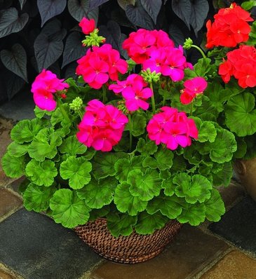 Герань (пеларгония садовая) генетически компактная (Pelargonium x hortorum)
