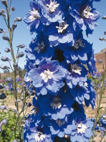 Дельфиниум высокий (Delphinium elatum)