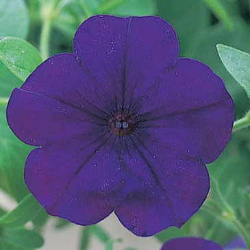 Петуния ампельная гибридная (Petunia х hybrida)