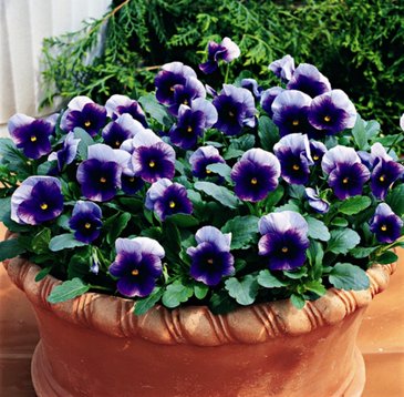 Виола рогатая (Viola cornuta)