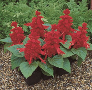 Сальвия блестящая (Salvia splendens)