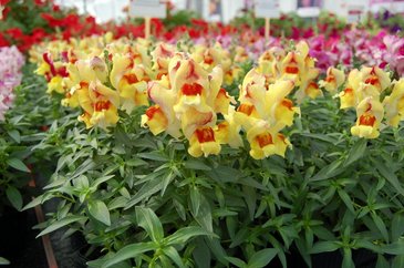 Львиный зев (Антирринум) большой (Antirrhinum majus)