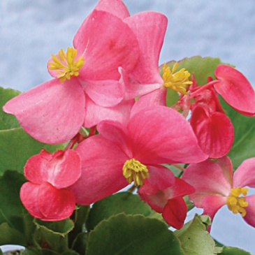 Бегония вечноцветущая (зеленая листва) (Begonia semperflorens)