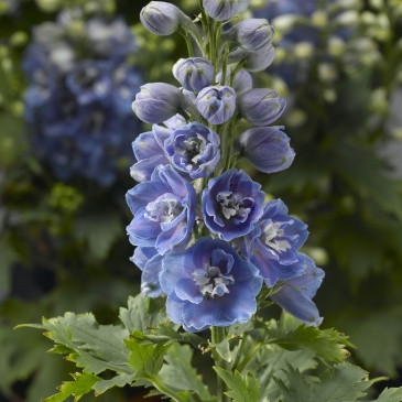 Дельфиниум высокий (генетически компактный) (Delphinium elatum)