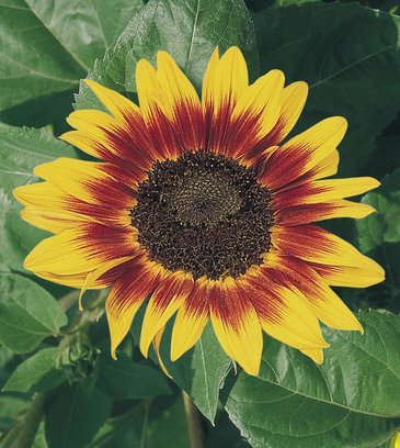 Подсолнечник летний (Helianthus annuus)