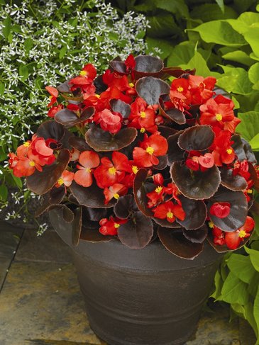 Бегония вечноцветущая (бронзовая листва) (Begonia semperflorens)