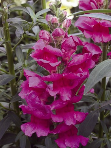 Львиный зев (Антирринум) большой (Antirrhinum majus)