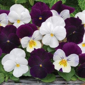 Виола рогатая (Viola cornuta)
