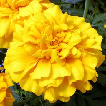 Бархатцы триплоидные (Tagetes patula x erecta)