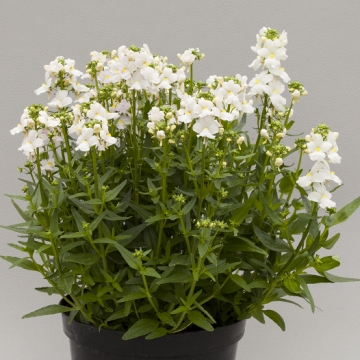 Немезия лазоревая (Nemesia foetens)