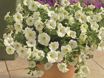 Петуния ампельная гибридная (Petunia x hybrida)