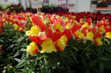 Львиный зев (Антирринум) большой (Antirrhinum majus)