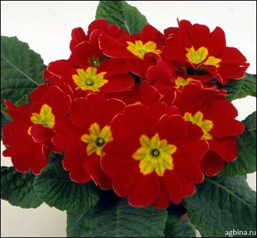 Примула бесстебельная (Primula acaulis)