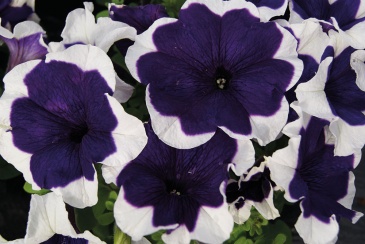 Петуния крупноцветковая (генетически компактная) (Petunia grandiflora)