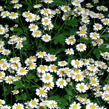 Пиретрум девичий (Tanacetum parthenium)