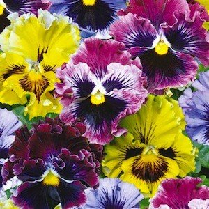 Виола виттрока махровая (Viola wittrockiana)