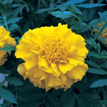 Бархатцы триплоидные (Tagetes patula x erecta)