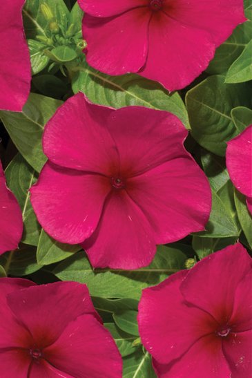 Катарантус розовый (Vinca rosea)