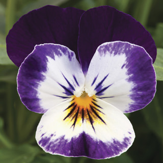 Виола рогатая (Viola cornuta)