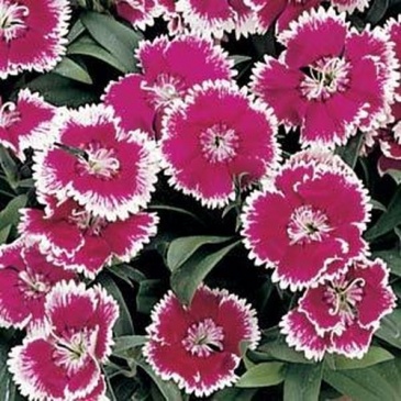 Гвоздика китайская х турецкая (Dianthus chinensis x barbatus)