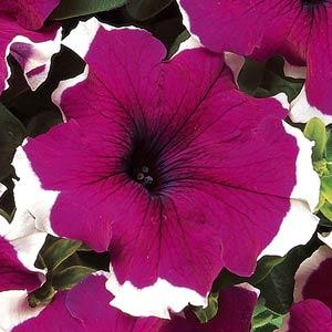 Петуния крупноцветковая (Petunia grandiflora)