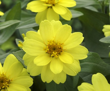 Цинния изящная (Zinnia elegans)