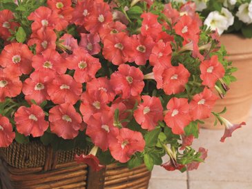 Петуния ампельная гибридная (Petunia x hybrida)