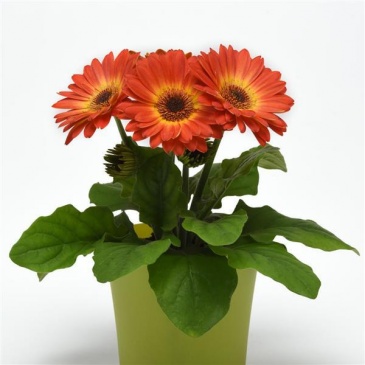 Гербера Джеймсона (Gerbera jemesonii)