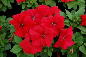 Петуния крупноцветковая (генетически компактная) (Petunia grandiflora)