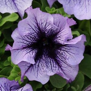 Петуния крупноцветковая (Petunia grandiflora)