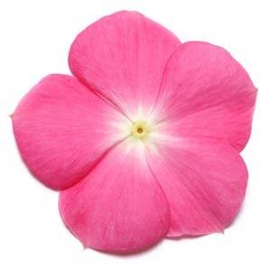 Катарантус розовый (Vinca rosea)