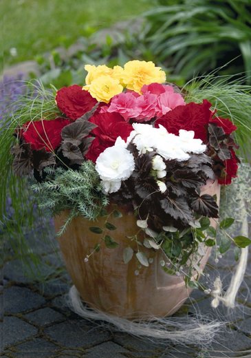 Бегония клубневая махровая (Begonia tuberhybrida)