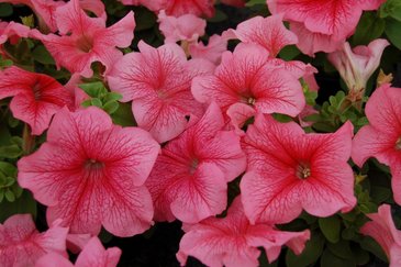 Петуния крупноцветковая (генетически компактная) (Petunia grandiflora)
