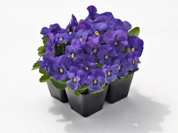 Виола рогатая (Viola cornuta)