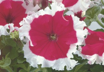 Петуния крупноцветковая (Petunia grandiflora)