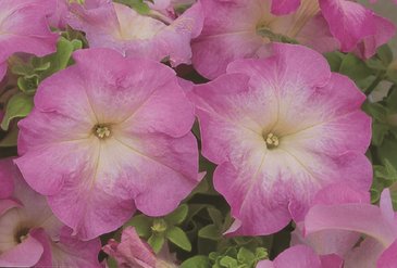 Петуния многоцветковая (Petunia multiflora)