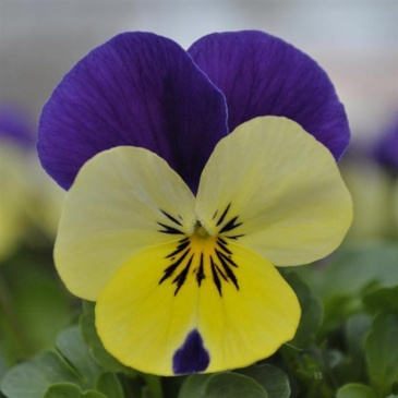 Виола рогатая (Viola cornuta)