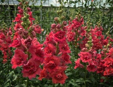 Львиный зев (Антирринум) махровый (Antirrhinum majus)